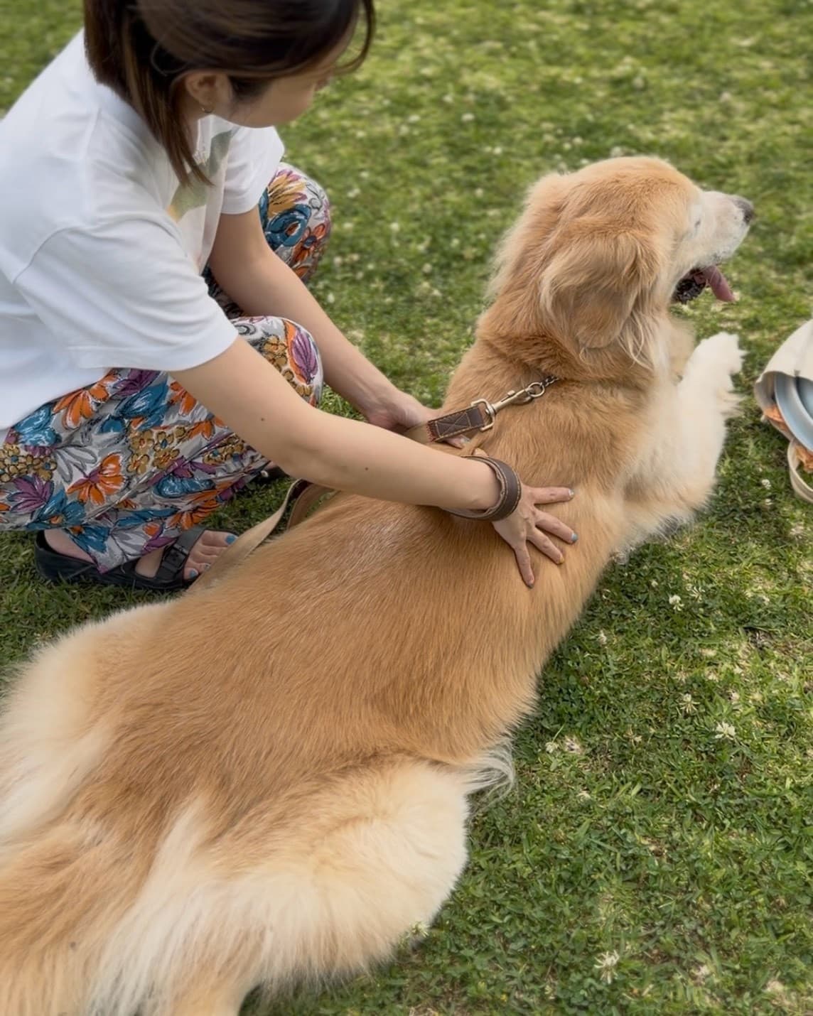 芝生の上でゴールデンレトリバーの背中にやさしく手を当てるボディコンディショニングの様子