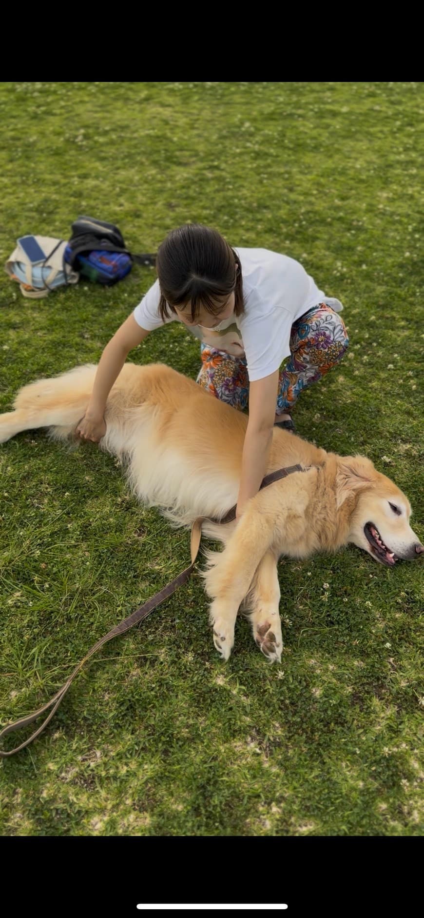 芝生の上でリラックスして横になるゴールデンレトリバーへのボディコンディショニング